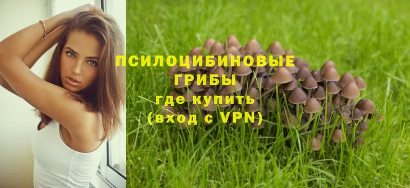 Галлюциногенные грибы Psilocybe Райчихинск